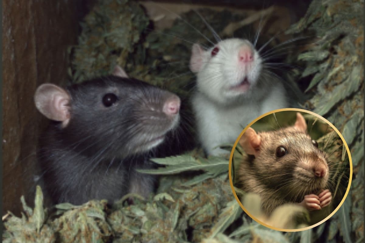 न्याय व्यवस्था में लापरवाही: चूहों ने खाया 200 किलो गांजा